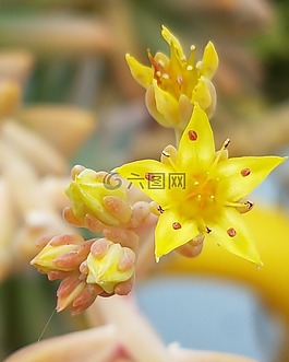 仙人掌,花,多汁