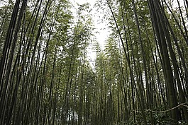 竹,竹青,史顺天府使