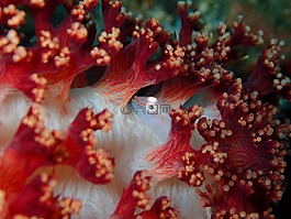 虾虎鱼,微型虾虎鱼,甲壳动物