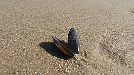 贝壳海滩上,沙,外壳