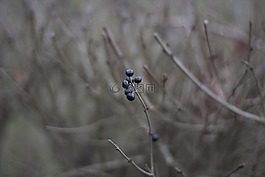 自然,户外,植物区系