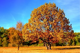 树,秋天,秋天的颜色