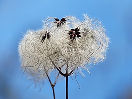 铁线莲 vitalba,吊舱,软