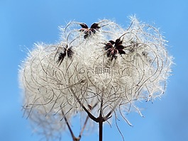 铁线莲 vitalba,吊舱,软