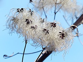 铁线莲 vitalba,吊舱,软