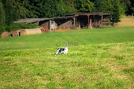 猫,草地,规模