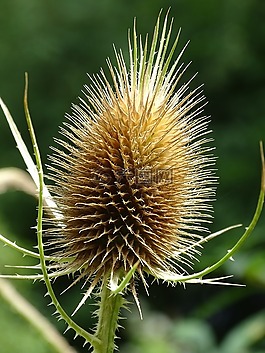 野毛草,川,川续断属 fullonum
