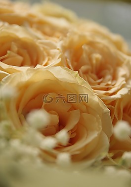 玫瑰,鲜花,清新