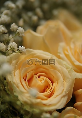 玫瑰,鲜花,清新