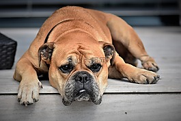 狗,动物,大陆的斗牛犬