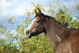 马,马头,阿拉伯人