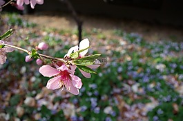 春天的花朵,个人的桃花,粉红色的花朵