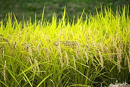 日本,水稻穗,水稻