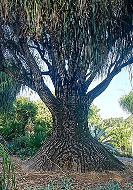 树,猴面包树,不寻常