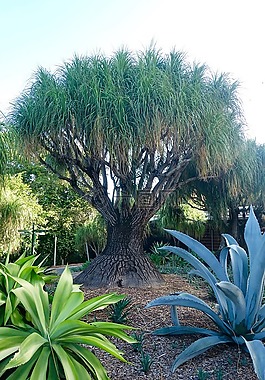 猴面包树,树,非洲