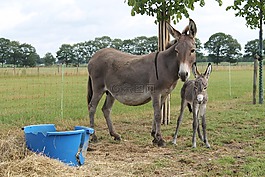 屁股,马驹,宠物