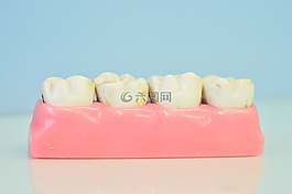 macromodelo 的牙齿,牙科诊所,牙齿