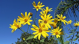 蔬菜,花,菊芋