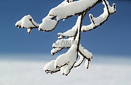 科,冬天,雪