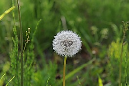 蒲公英,霍尔先生,春天