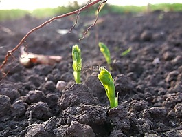 豌豆,豆芽,植物