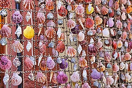 贻贝,贝壳,饰品