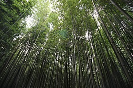 史顺天府使,竹青,竹