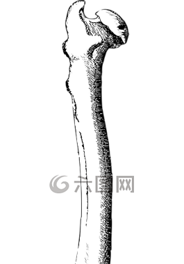 腿骨图片 腿骨素材 腿骨模板免费下载 六图网