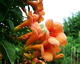 小号 folyondár,匍匐植物,花园