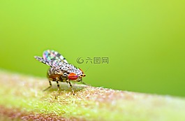 飞,印度,喀拉拉邦