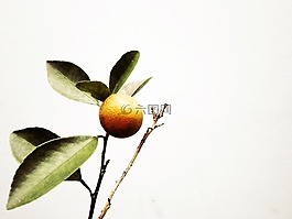 金橘,观赏树木,越南