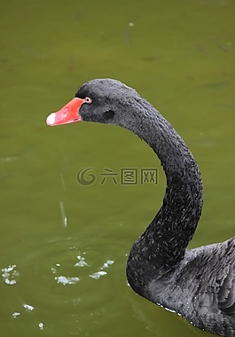 天鹅,黑天鹅,鸟