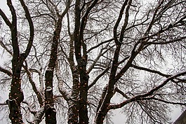 照亮的树,圣诞灯光,圣诞节