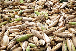 玉米,cob,农业