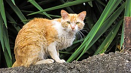 猫,猫科动物,动物