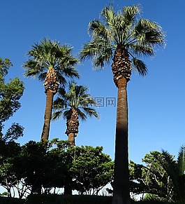 棕榈,树,棵 filifera