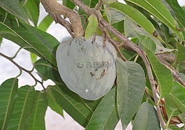 soursop,番荔枝木,犹太教 ram fal