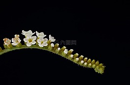 植物区系,小小,鞘