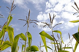 玉米,玉米田,天空