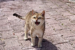 猫,喵呜声,猫脸