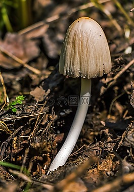 鸡腿菇,蘑菇,coprinopsis atramentaria