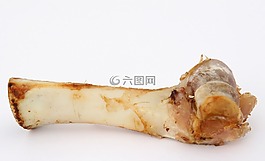 动物骸骨图片 动物骸骨素材 动物骸骨模板免费下载 六图网