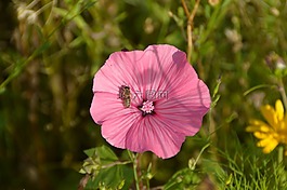 野豌豆,粉红色,花