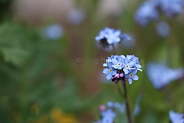 不要忘了我,花,开花