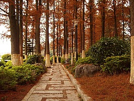 桂林,桂湖,杉树林