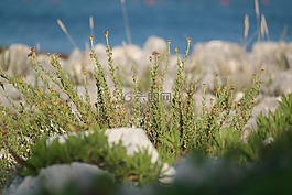 草,海,石