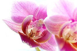 蝴蝶兰,兰花,白