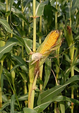 玉米棒,玉米,谷物