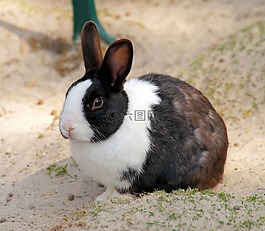 野兔,小兔子,动物