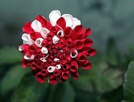 大丽花,白色-红色,花是彩色的